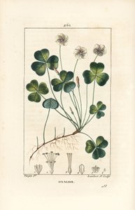 Suolapuu, Oxalide (oxalis) des bois - Suolapuu, Oxalis acetosella, kukka, lehti, varsi, siemen ja juuri. Lambert Juniorin käsinvärinen pistekuparikaiverrus Pierre Jean-Francois Turpinin piirustuksesta Chaumetonista, Poiret