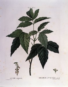 Kasvitieteellinen: Vaahteran oksa. Lautas otettu "" Nouveau Duhamel du Monceau tai herkkuja herkkuja puut ja pensaat Ranskassa"" Pierre Joseph Redouten (1759-1840) akvarelli 1819