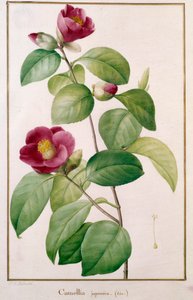 Camellia japonica Kasvitieteellinen lautanen Pierre Joseph Redoute (1759-1840) 1800-luvun Pariisi, Luonnonhistoriallinen museo