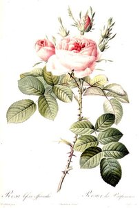 Rosa Bifera Officinalis, kaiverrus Langlois, julkaisija Remond (värikaiverrus) tekijältä Pierre Joseph (after) Redoute