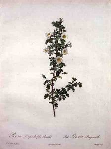 Rosa pimpinelli folia pumila (skotlantilainen kääpiöruusu), Chapuyn kaiverrus, kirjasta 