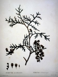 Thuya occidentalis tai amerikkalainen Thuya - kirjassa "" New Duhamel du Monceau tai tutkielma puista ja pensaista, joka kulttuurissa Ranskassa"", hahmot P.J. Redouten ja P. Bessan piirustusten mukaan tekijältä Pierre Joseph (after) Redoute