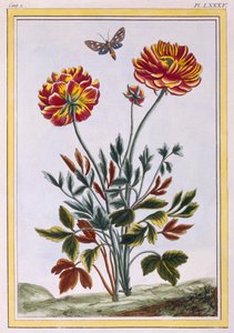 Lajike kaksikukkaista keltaista unikkoa, n.1776 (käsinvärinen kaiverrus)