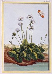 Quackgrass of Parnassus Grass of Parnassus, pub. 1776. tekijältä Pierre Joseph Buchoz