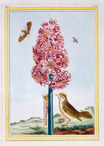 Hyasintti, n. 1766 (käsinvärinen kaiverrus) tekijältä Pierre Joseph Buchoz