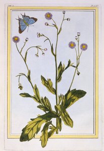 The Erigeron of Philadelphia Canadian Fleabane, pubi. 1776. tekijältä Pierre Joseph Buchoz