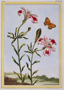 La Fleur Tachete des Incas (Perun lilja), n. 1766 (käsinvärinen kaiverrus)