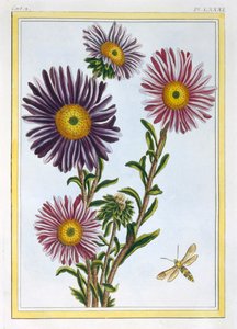Kuningatar Marguerite Aster, pubi. 1776. tekijältä Pierre Joseph Buchoz
