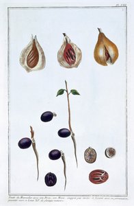 Muskottipähkinä, c1751-1807 tekijältä Pierre Joseph Buchoz