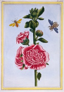 Passerose Hollyhock, pubi. 1776. tekijältä Pierre Joseph Buchoz