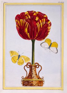 Tulppaani 