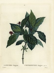 Alppikuusama, Lonicera alpigena. Du Ruisseaun käsinvärinen pistekaiverrus Pierre-Joseph Redouten kuvituksen jälkeen Henri Louis Duhamel du Moncelin teoksesta Treat des Arbres et Shrustes, Pariisi tekijältä Pierre Joseph Redouté