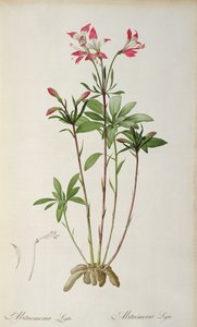Alstraemeria Ligtu, Pierre Redouten teoksesta "Les Liliacees", 8 osaa, julkaistu 1805-1616, (värinen kaiverrus) tekijältä Pierre Joseph Redouté