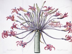 Amaryllis Josephina, 1802-1816 tekijältä Pierre Joseph Redouté