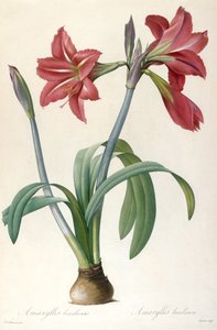 Amaryllis brasiliensis Brasilian Amaryllis. tekijältä Pierre Joseph Redouté