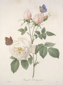 Bengal Hymenal-tee, kauneimpien kukkien ja kauneimpien hedelmien valinnasta, 1827 (käsinvärinen pistekaiverrus)