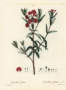 Suonlaakerit, Kalmia polifolia (Kalmia glauca). Neiti Brenet