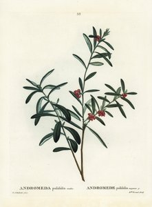 Suon rosmariini, Andromeda polifolia. Käsinvärinen pistekaiverrus Pierre-Joseph Redouten piirustuksen jälkeen Henri Louis Duhamel du Monceaun teoksesta Treat des Arbres et Shrustes, Pariisi tekijältä Pierre Joseph Redouté