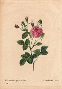 Kasvitieteellinen lauta, kukka, ruusulajike: Agathe carnee (Rosa gallica agatha incarnata). Alkuperä tuntematon, Rose Gallica Damaskin hybridilaji. Pierre Joseph Redouten (1759-1840) teoksessa "The Roses", osa 2 tekijältä Pierre Joseph Redouté