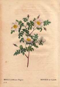 Kasvitieteellinen lauta, kukka, ruusulajike: De Candollen valkoinen ruusu tai Rose de Candolle (Rosa candolleana elegans). Villiruusu, löydetty Etelä-Euroopasta ja nimeltään De Candolle vuonna 1819. Pierre Joseph Redouten (1759-1840) teoksessa Les Roses, o tekijältä Pierre Joseph Redouté