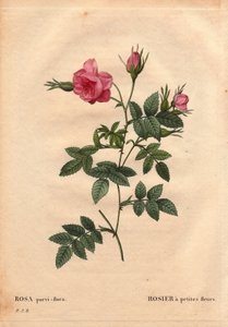 Kasvitieteellinen lauta, kukka, ruusulajike: Ruusu pienillä kukilla (Rosa parviflora tai Rosa parviflora) Pohjois-Amerikasta. Pierre Joseph Redouten (1759-1840) teoksessa Les Roses, osa 2 tekijältä Pierre Joseph Redouté