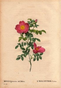 Kasvitieteellinen lautakunta, kukka, ruusulajike: Cherry Eglantier (Rosa eglanteria sub rubra) -kokoelma Monsieur Vilmorinin kasvihuoneissa, noin 1820 ja saatu keltaisen ruusufoetidan siemenistä. Pierre Joseph Redouten teoksessa ”Les Roses”, osa 2 tekijältä Pierre Joseph Redouté