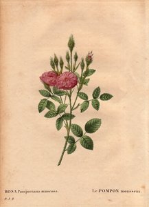 Kasvitieteellinen lautakunta, kukka, ruusulajike: "Rose de Meaux