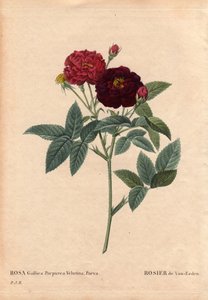 Kasvitieteellinen lauta, kukka, ruusulajike: Van Eeden Rose (Rosa Gallica Purpurea Velutina Parva). Van Eeden viljeli Alankomaissa ennen vuotta 1810. Pierre Joseph Redouten (1759-1840) teoksessa Les Roses, osa 2 tekijältä Pierre Joseph Redouté