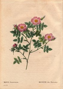 Kasvitieteellinen lauta, kukka, ruusu Lajike: Bush Rose (Rosa dumetorum). Koiranruusujen perheestä Euroopasta ja Aasiasta, löydetty ennen vuotta 1821. Pierre Joseph Redouten (1759-1840) teoksessa Les Roses, osa 2 tekijältä Pierre Joseph Redouté