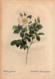 Kasvitieteellinen levy, kukka, ruusu Lajike: Jalokivikukkainen ruusu. (Rosa geminata). Löysi professori Rau lähellä Wurzburgia, Saksaa ennen vuotta 1820. Pierre Joseph Redouten (1759-1840) teoksessa Les Roses, osa 2 tekijältä Pierre Joseph Redouté