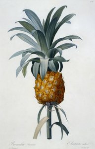 Bromelia Ananas (käsin väritetty kaiverrus) tekijältä Pierre Joseph Redouté