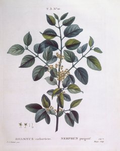 Tyrni (Rhamnus catharticus), Henry Louis Duhamel du Monceau, Pierre Joseph Redoutén kasvitieteellinen levy tekijältä Pierre Joseph Redouté