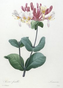 Chevre-feuille, kauneimpien kukkien ja kauneimpien hedelmien valinta, 1827 (käsinvärinen pistekaiverrus)