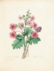 Kiinalainen esikko, Bessinin kaivertama, teoksesta "Kauneimpien kukkien ja kauneimpien hedelmien valinta", osa. II, 1827-33