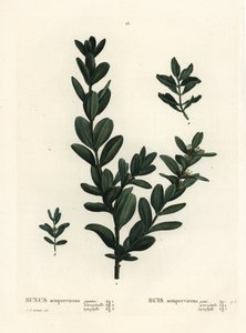 Tavallinen laatikko, eurooppalainen laatikko tai puksipuu, Buxus sempervirens (gigantea, heterophylla ja leptophylla). Käsinvärinen pistekaiverrus Pierre-Joseph Redouten piirustuksen jälkeen Henri Louis Duhamel du Monceaun teoksesta Treat des Arbres et Shr tekijältä Pierre Joseph Redouté