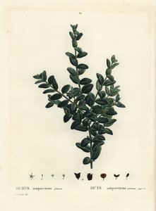 Tavallinen laatikko, eurooppalainen laatikko tai puksipuu, Buxus sempervirens fruticosa. Käsinvärinen pistekaiverrus Pierre-Joseph Redouten piirustuksen jälkeen Henri Louis Duhamel du Monceaun teoksesta Treat des Arbres et Shrustes, Pariisi tekijältä Pierre Joseph Redouté