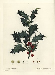 Harvinainen holly, Ilex aquifolium. Käsinvärinen pistekaiverrus Pierre-Joseph Redouten piirustuksen jälkeen Henri Louis Duhamel du Monceaun teoksesta Treat des Arbres et Shrustes, Pariisi tekijältä Pierre Joseph Redouté