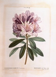 Rhododendron (Rhododendron ponticum), Henry Louis Duhamel du Monceau, Pierre Joseph Redoutén kasvitieteellinen levy tekijältä Pierre Joseph Redouté
