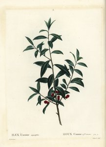 Dahoon holly tai cassina, Ilex cassine. Coqueret