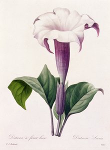 Dature Laevis (värikaiverrus) tekijältä Pierre Joseph Redouté