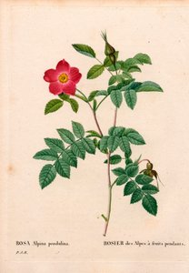 Aikana hedelmäinen vaaleanpunainen alppi, Rosa pendulina. Käsinvärinen pistekuparikaiverrus Pierre Joseph Redouten teoksesta Les Roses, Paris tekijältä Pierre Joseph Redouté