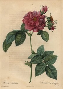 Pölyinen vaaleanpunainen ruusu, Rosa turbinata tekijältä Pierre Joseph Redouté
