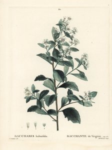 Itämäinen bakkaris, tähkäpensas, merimyrtti tai suolapensas, Baccharis halimifolia. Neiti Brenet