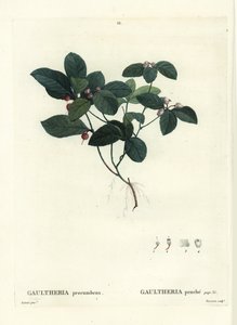 Itäinen teemarja, tammimarja tai puksimarja, Gaultheria procumbens. Tassaertin käsinvärinen pistekaiverrus Pierre-Joseph Redouten kuvituksen jälkeen Henri Louis Duhamel du Moncelin Treat des Trees et Shrustesista, Pariisista tekijältä Pierre Joseph Redouté