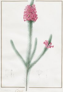 Erica Fulgida, 1813. tekijältä Pierre Joseph Redouté