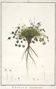 Erodium chamaedryoides, Geraniologysta tai Erodiuksen, Pelargoniin, Monsonian ja Grielin historiasta, kuvitettu ikoneilla, 1787-88 (käsinvärinen kaiverrus) tekijältä Pierre Joseph Redouté