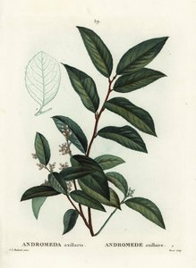 Fetterbush, Andromeda axillaris. Moretin käsinvärinen pistekaiverrus Pierre-Joseph Redouten piirustuksen jälkeen Henri Louis Duhamel du Moncelin teoksesta Treat des Arbres et Shrustes, Pariisi tekijältä Pierre Joseph Redouté
