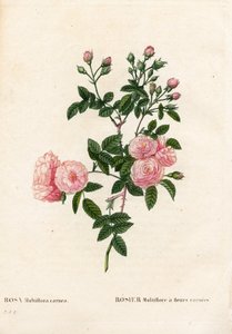 Lihanpunainen pinkki multiflora, Rosa multiflora var. carnea, Rosier Multiflora karneankukilla. Käsinvärinen pistekuparikaiverrus Pierre Joseph Redouten teoksesta Les Roses, Paris tekijältä Pierre Joseph Redouté