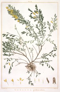 Genista pedunculata, Stripes Nova or Less Known, 1784 (käsinvärinen kaiverrus) tekijältä Pierre Joseph Redouté