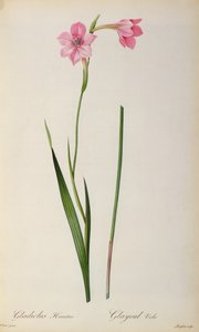 Gladiolus Hirsulus, Les Liliaceesista, 1805 tekijältä Pierre Joseph Redouté